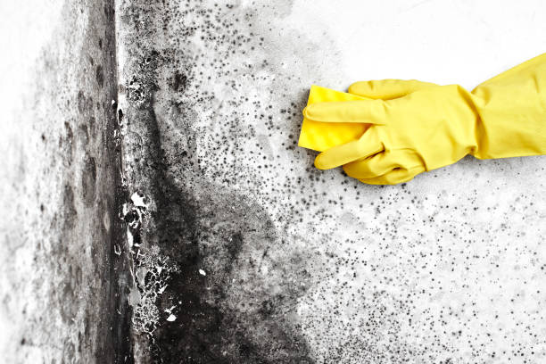 Best Mold Testing and Inspection Services in Greenwood, MS