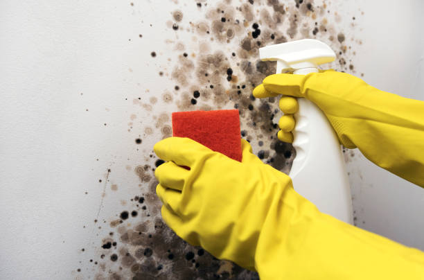 Best Residential Mold Remediation in Greenwood, MS