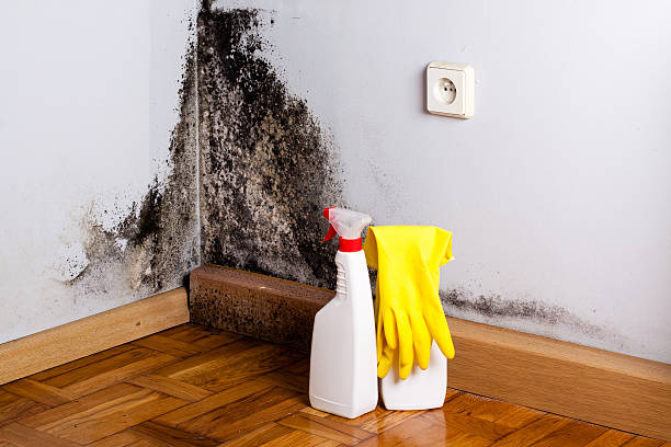 Reliable Greenwood, MS Mold Remediation Solutions